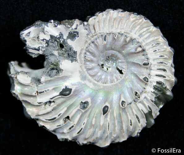Inch Wide Euhoplites Ammonite - England #2393